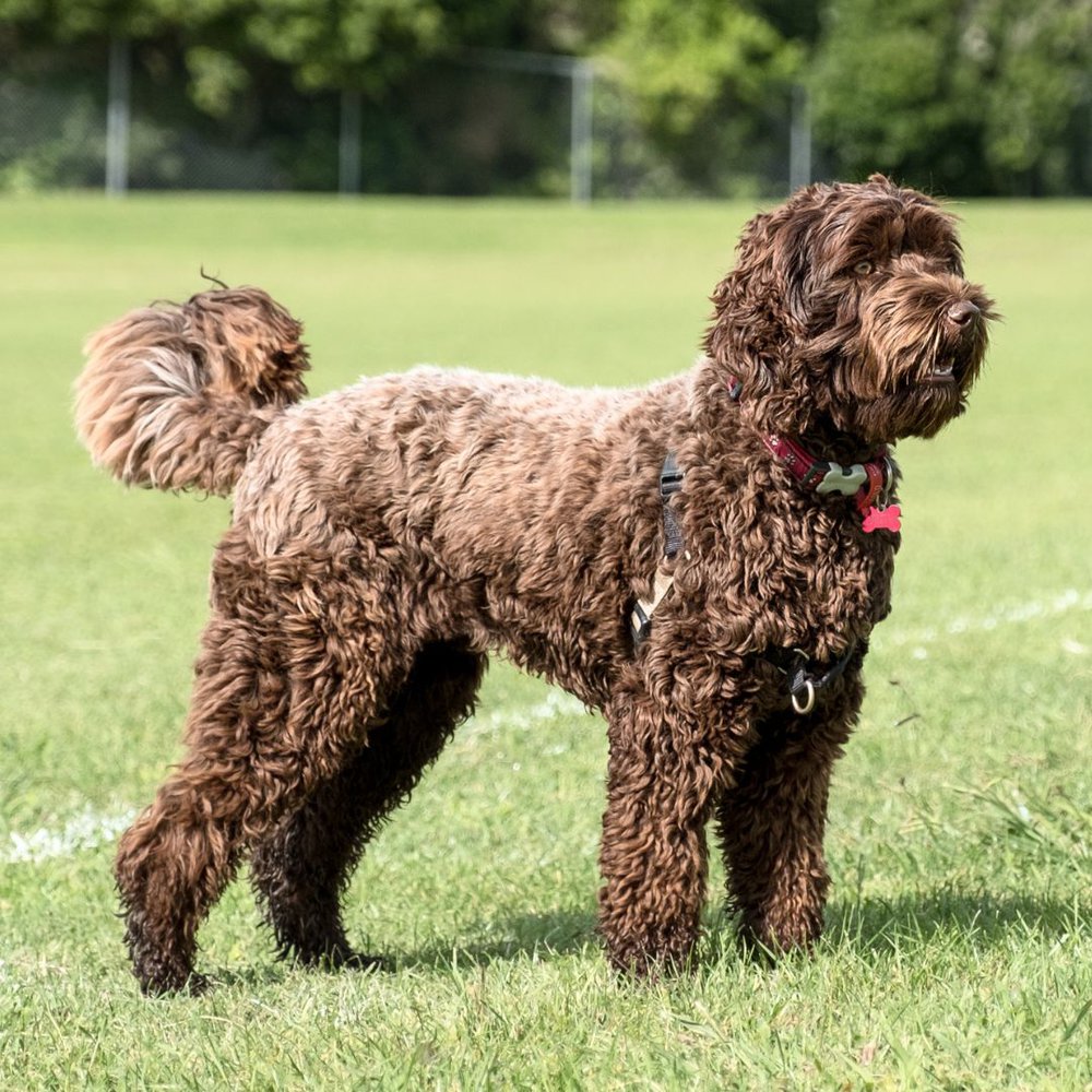 Labradoodle Dog breed