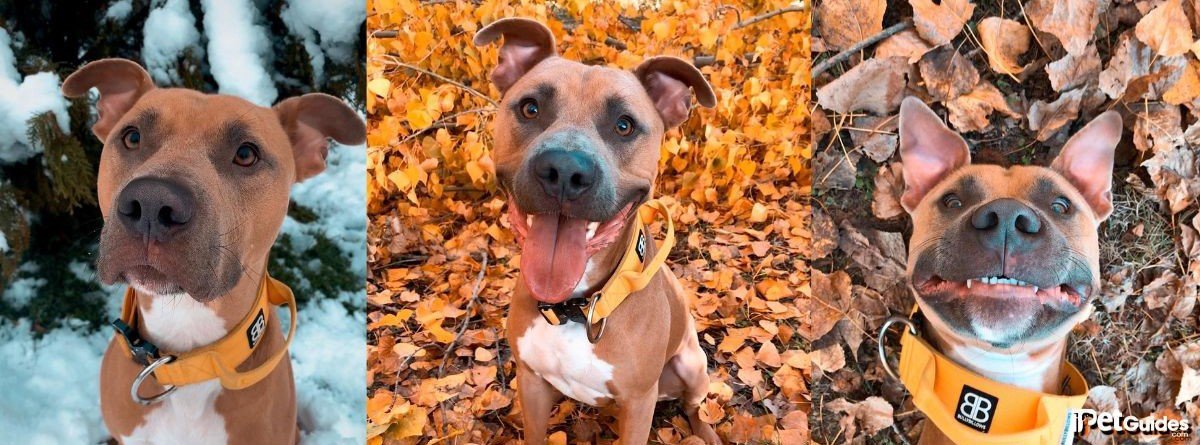 Pictures of blue mask pitbulls