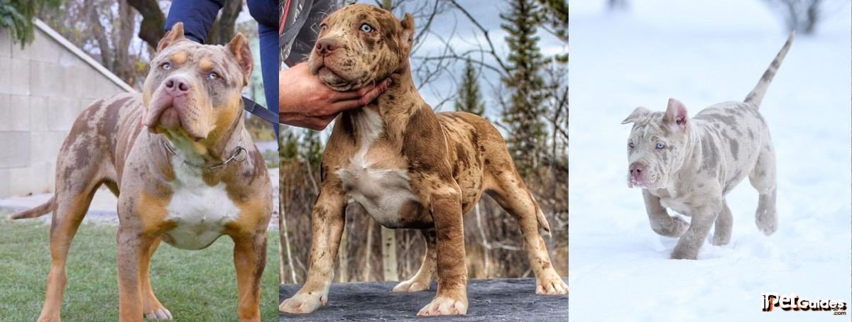 Pictures of merle pitbulls