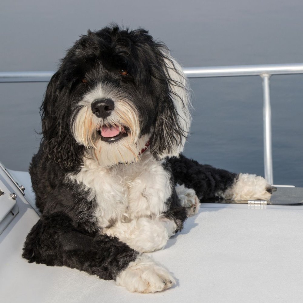Portuguese Water Dog Breed