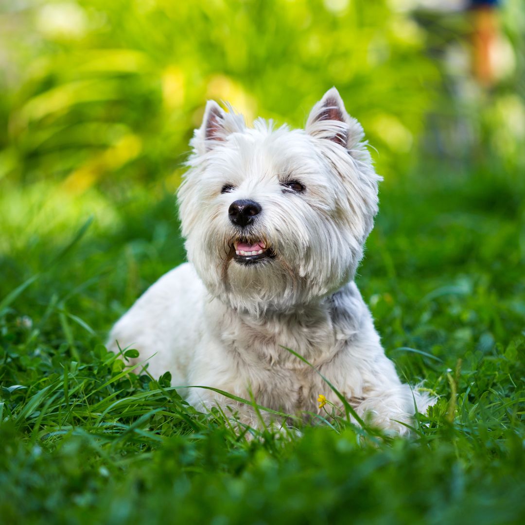 West Highland White Terrier Dog Breed