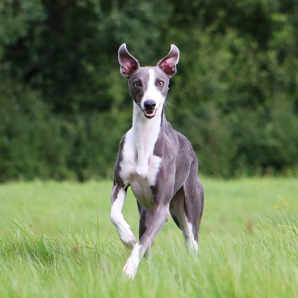 Whippet Dog breed