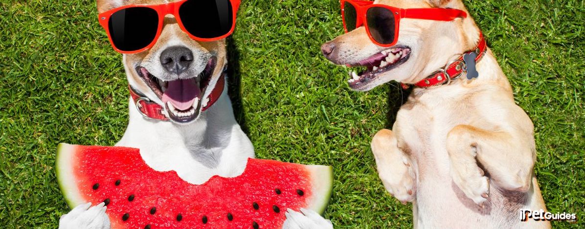 a dog is holding a watermelon piece and another dog is watching that