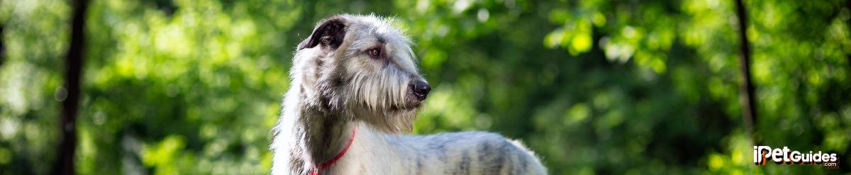 a dog standing on a road