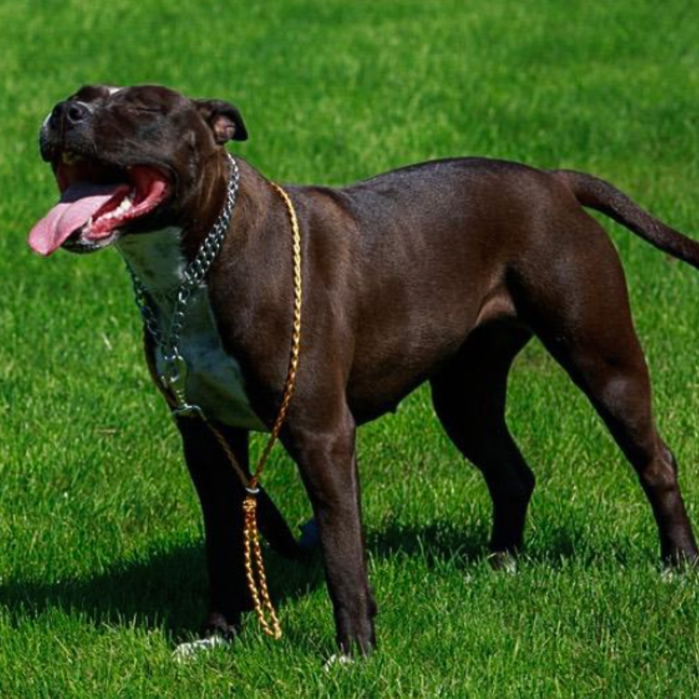 a liver pitbull standing in a grass ground with its tongue out