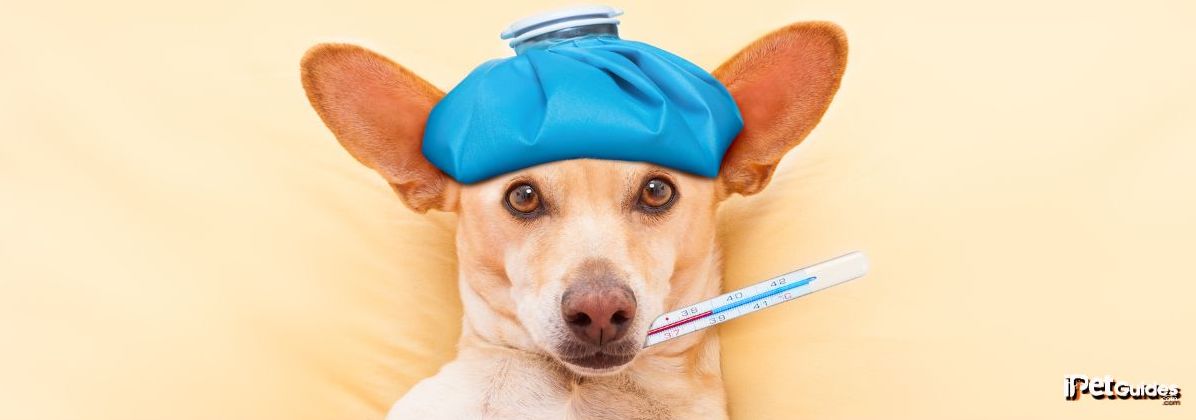 an ice bag kept on a dogs' head