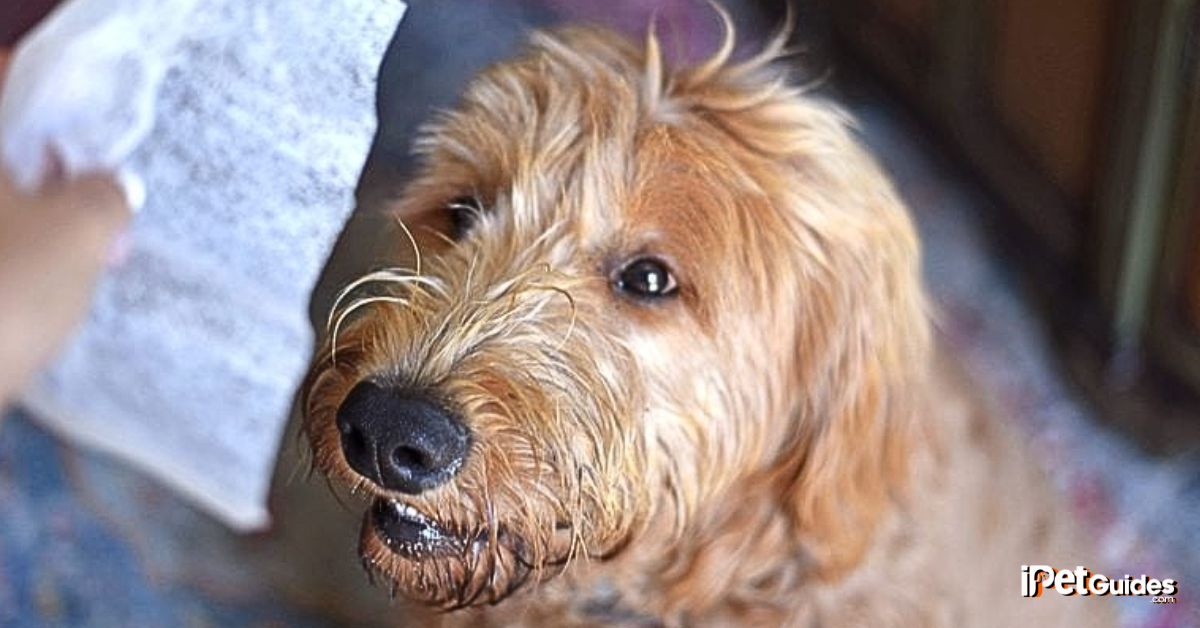 dog ate a dryer sheet featured image