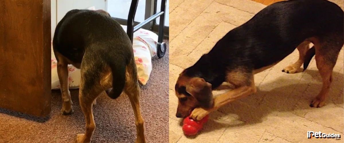 A black and tan dog playing with a red toy