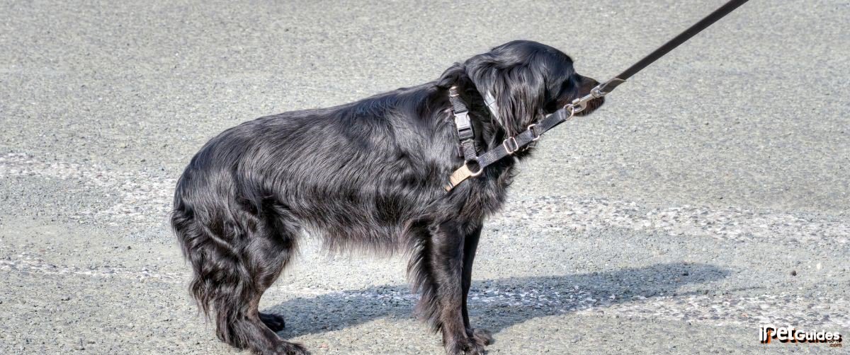 A black dog on a leash standing on the road with its tail between legs