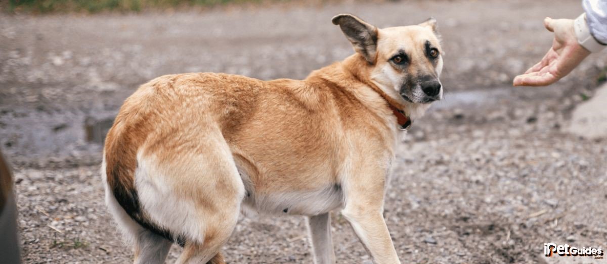 A brown and white dog standing on a gravel road with its tail between legs