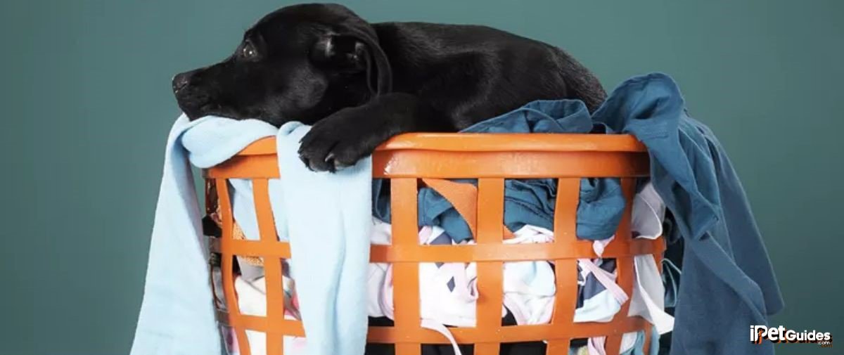 A black dog laying in a laundry basket