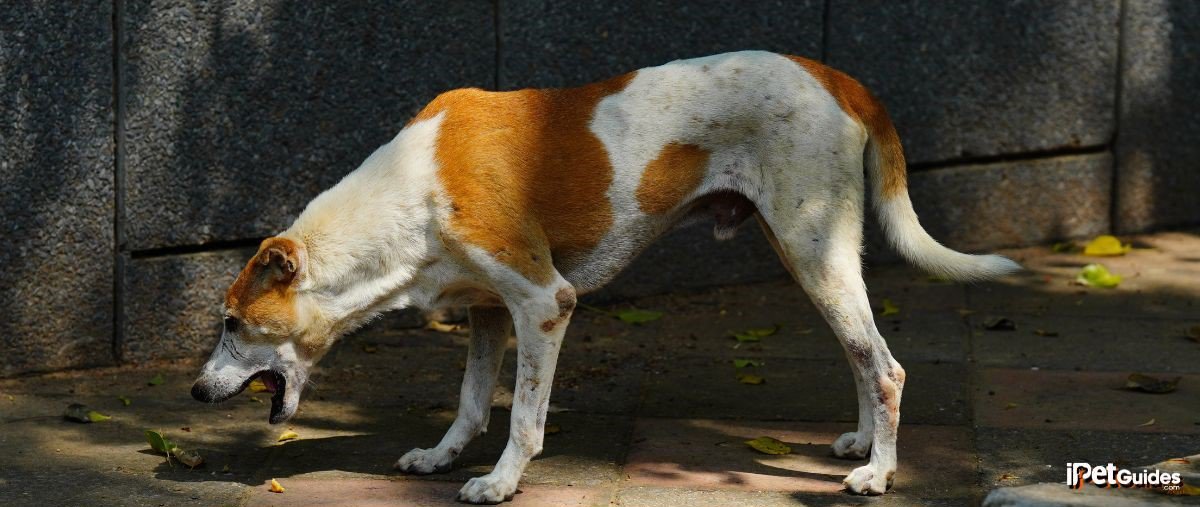 A white and brown dog having a throat pain