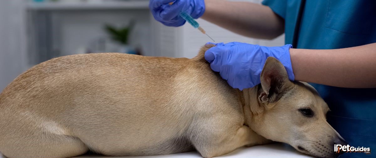 A dog being euthanized at a vet clinic