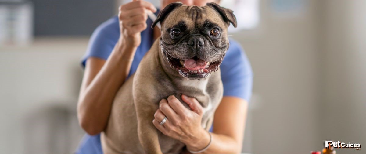 A vet euthanizing a pug dog on a table