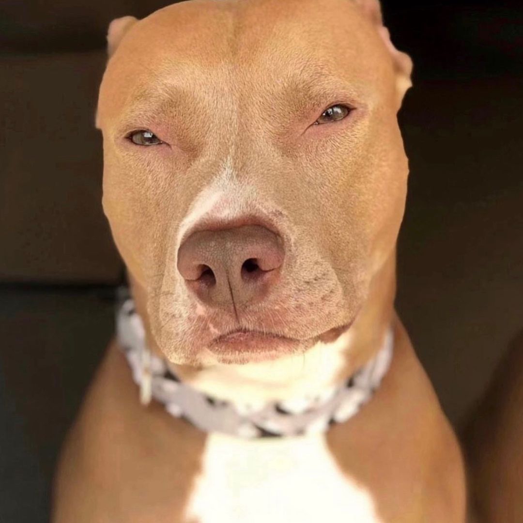 a fawn sable pitbull is sitting in a car