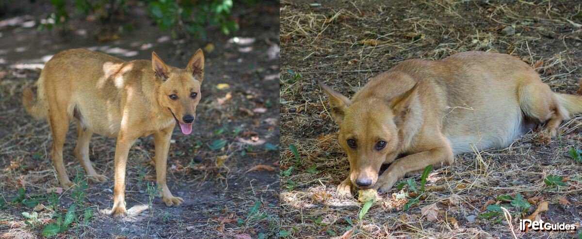 Two pictures of a brown pregnant dog laying on the ground outdoor
