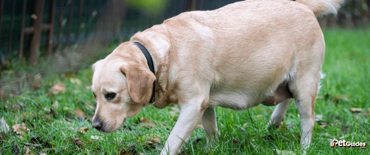 A pregnant yellow labrador retriever is walking in the grass