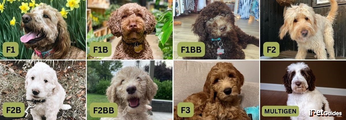 labradoodle generations