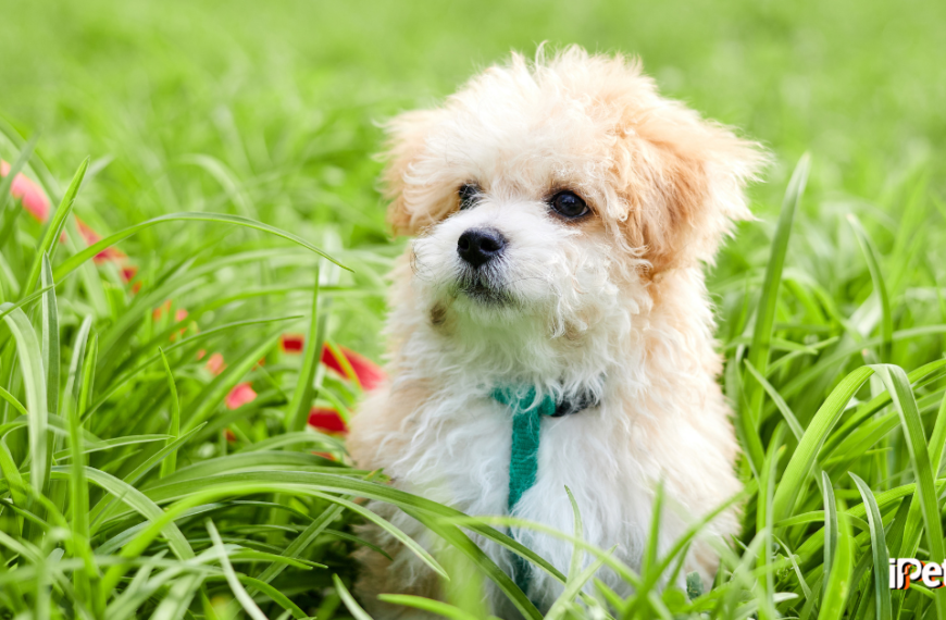 lifespan of maltipoo featured image