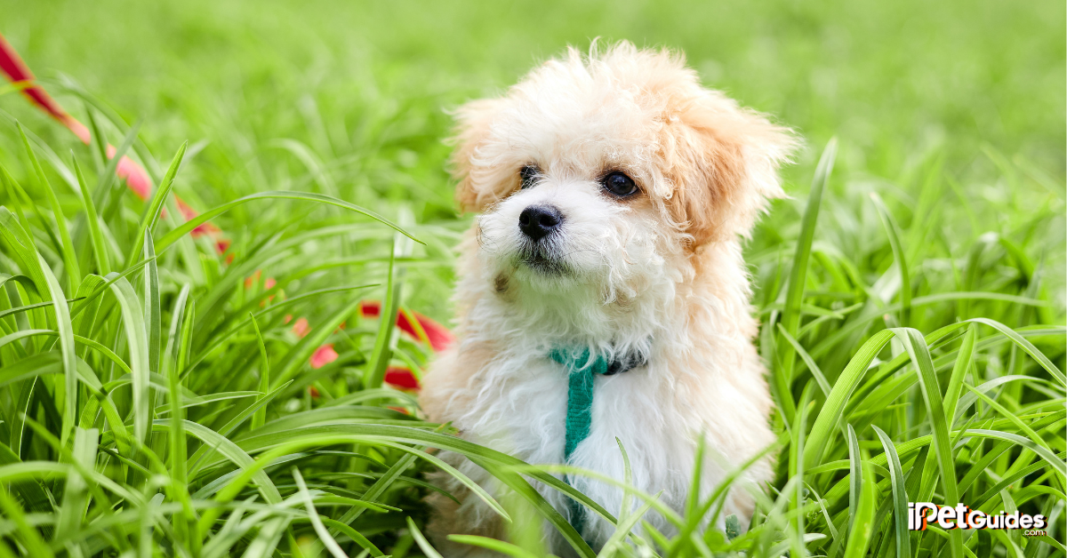 lifespan of maltipoo featured image