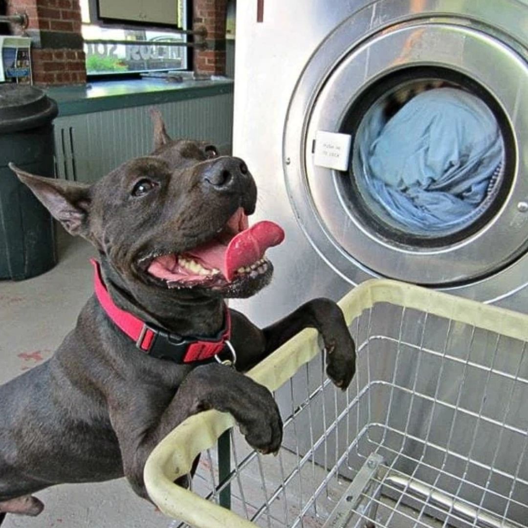 a liver brindle dog standing in front of a washing machine