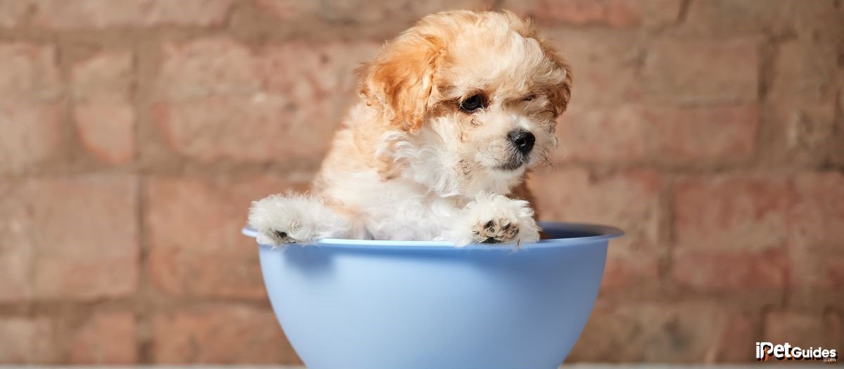 A maltipoo sitting in a blue bowl