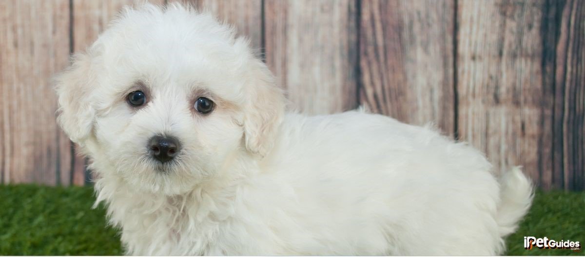 A maltipoo puppy is standing in front of a wooden background