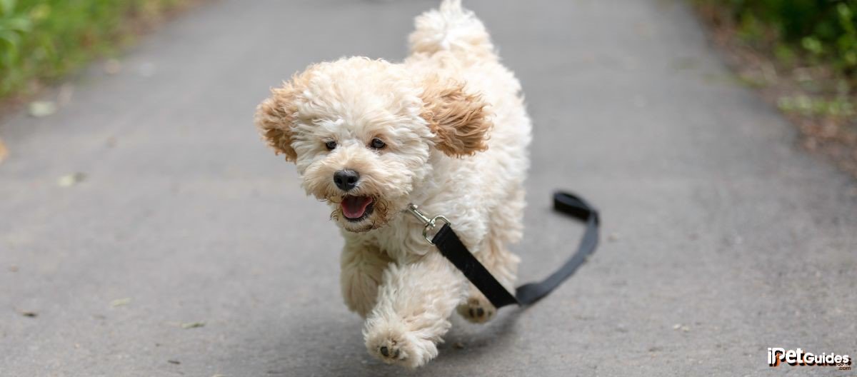 A white maltipoo running down a road with a leash