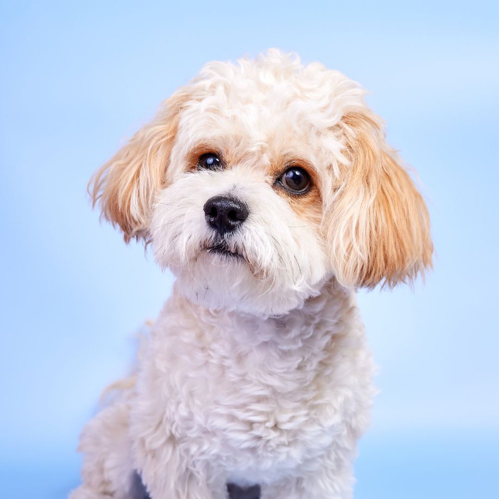 A maltipoo dog is sitting in front of a blue wall