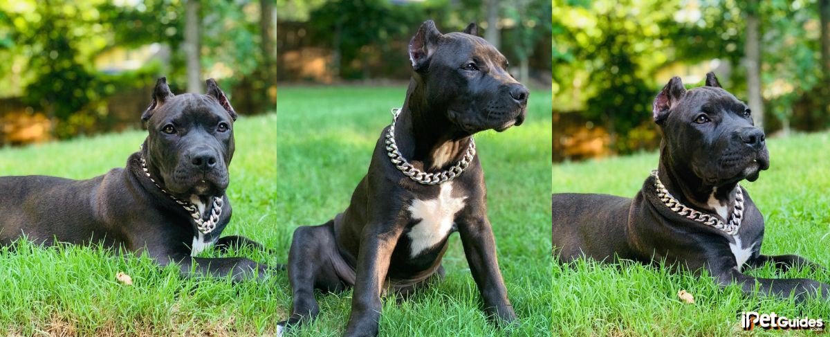three pictures of a black brindle pitbull  laying in the grass