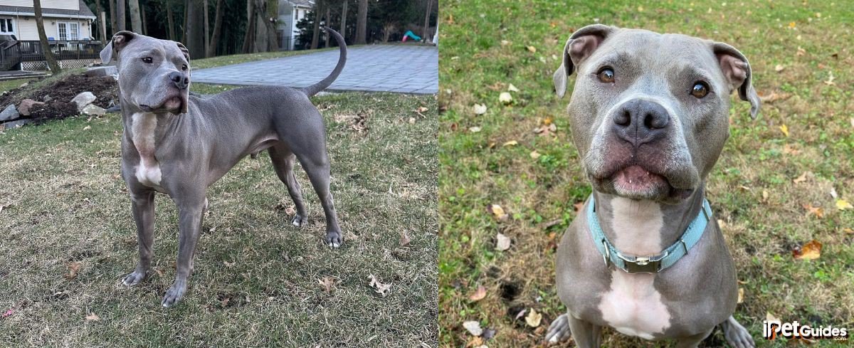pictures of a blue nose pitbull