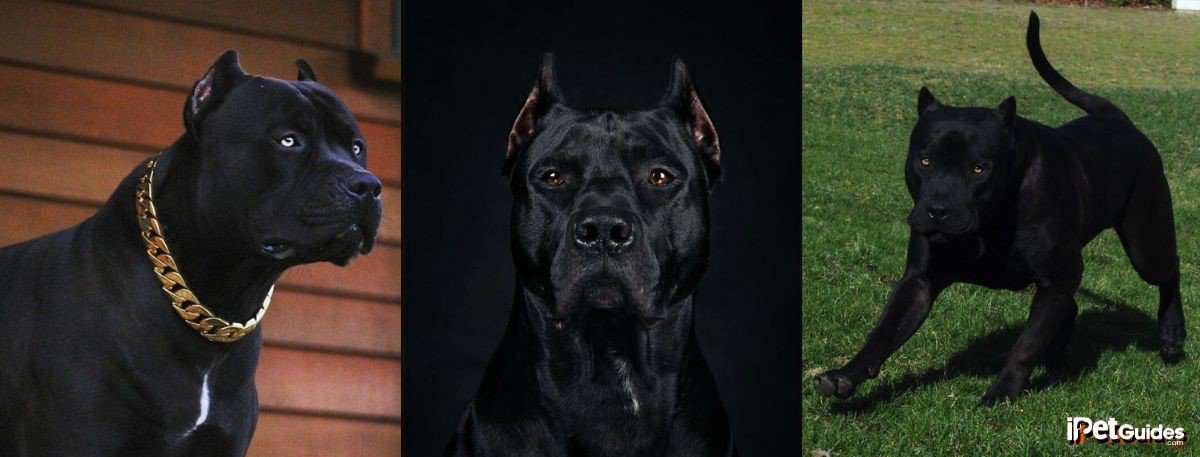 pictures of black colored pitbulls