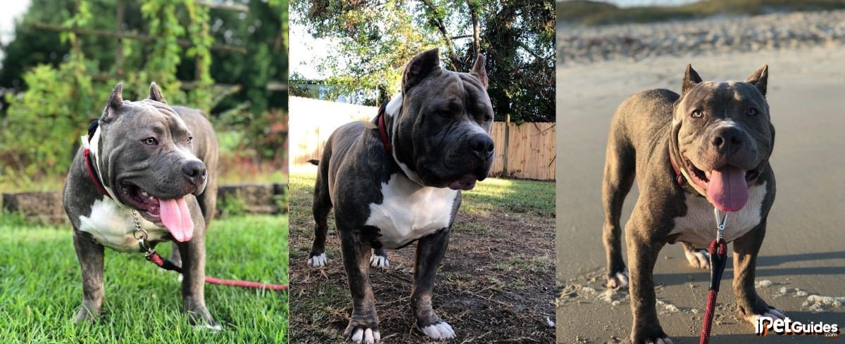pictures of blue brindle pitbulls