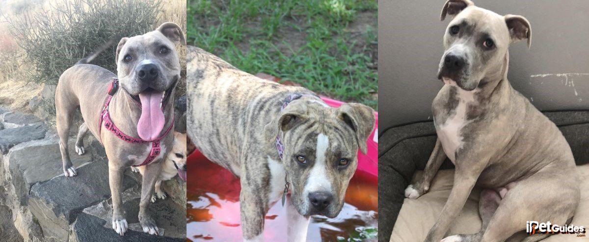 pictures of blue fawn brindle pitbulls