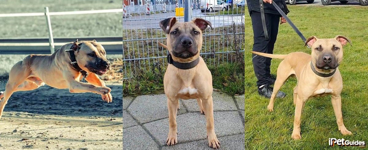 pictures of buckskin pitbulls