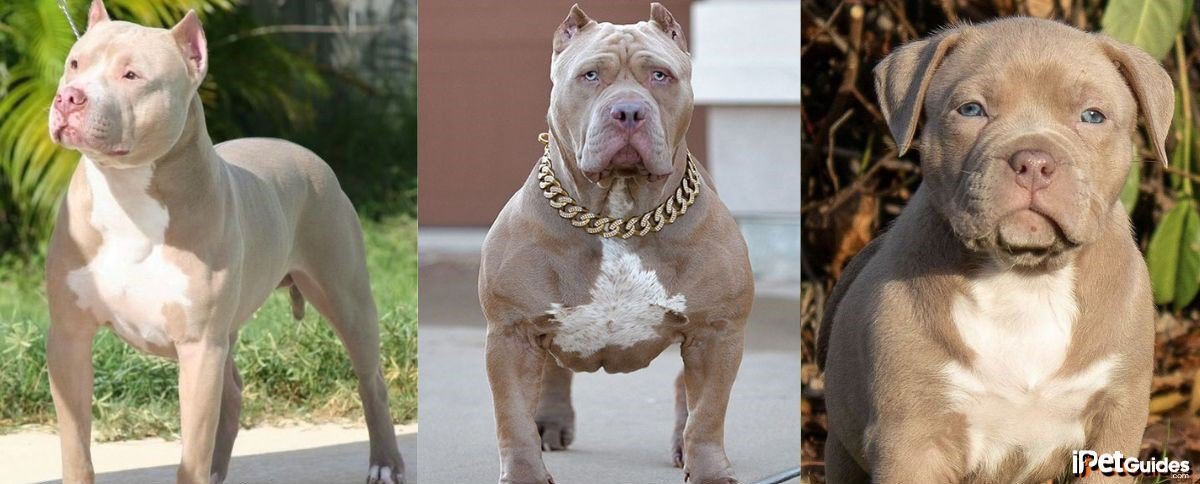 pictures of champagne and white pitbulls