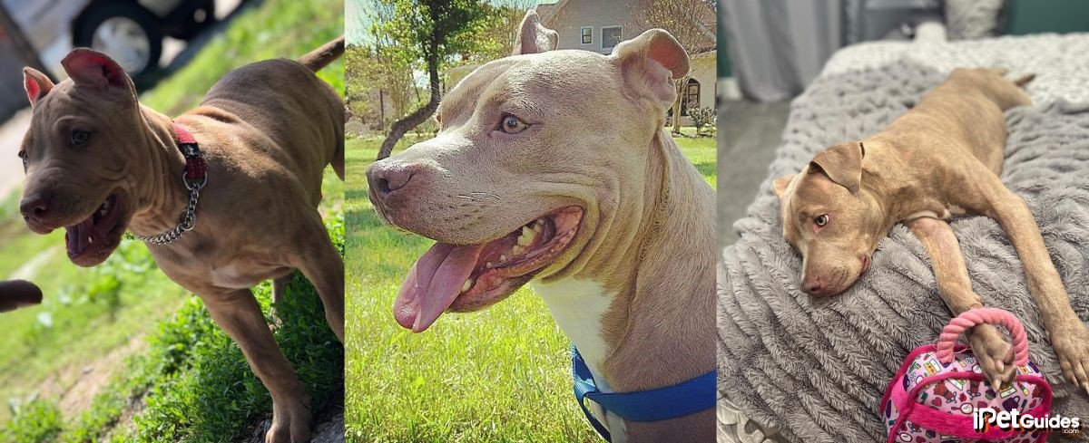 pictures of fawn brindle pitbulls