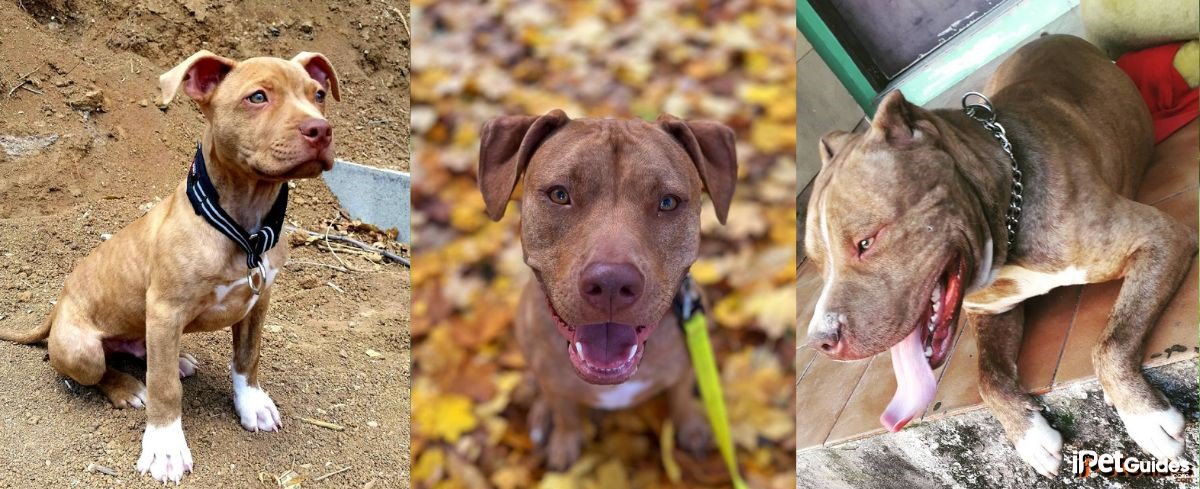 pictures of red brindle pitbulls