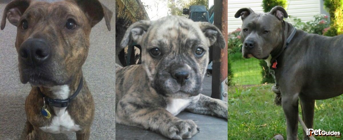 pictures of reverse brindle pitbulls