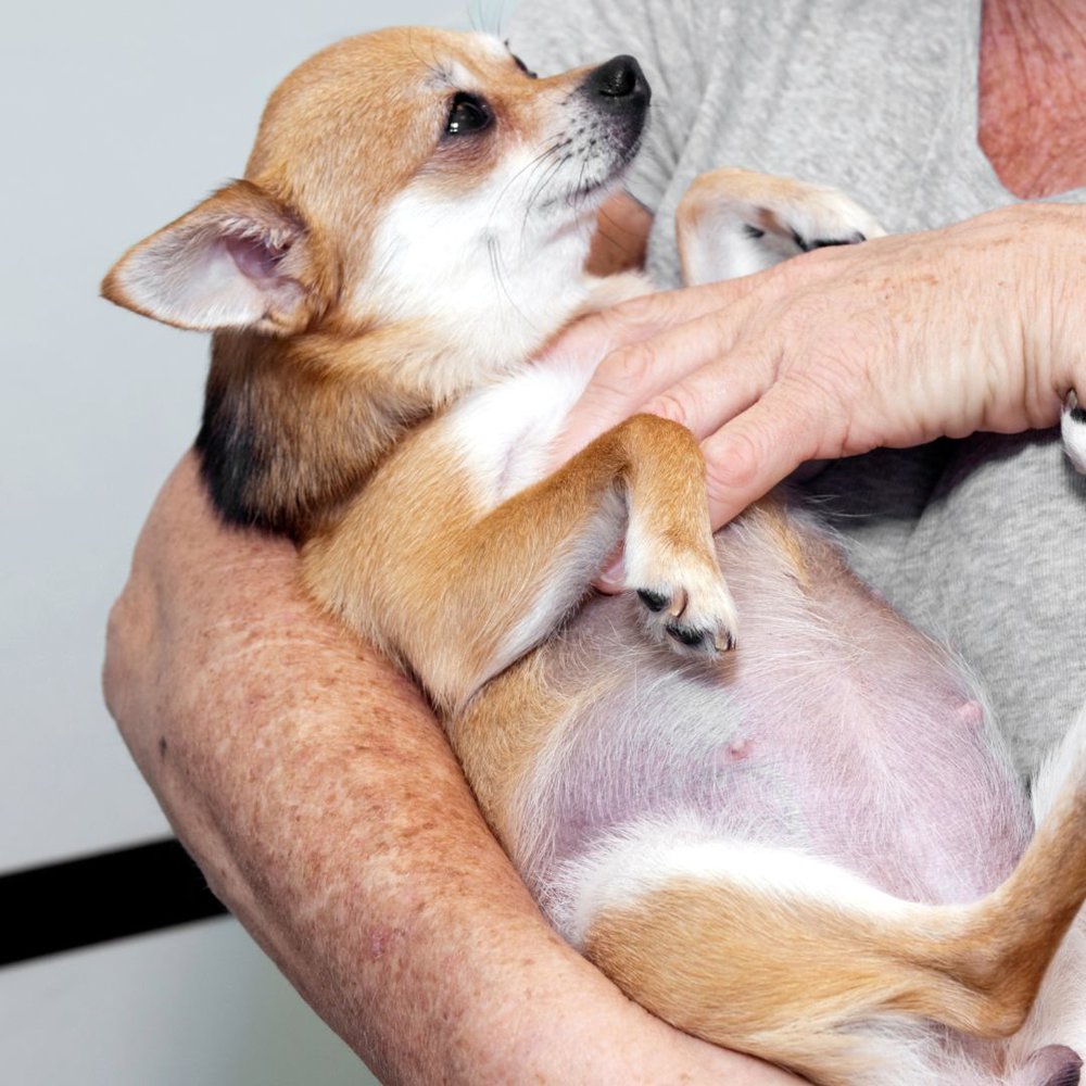 A pregnant chihuahua dog being held in the arms of a woman
