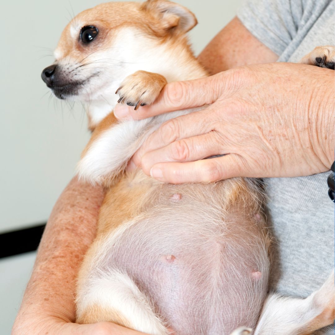 A pregnant chihuahua dog being held by a woman