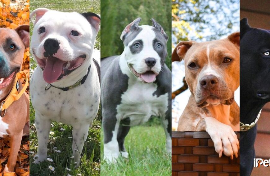 rare pitbull colors featured image