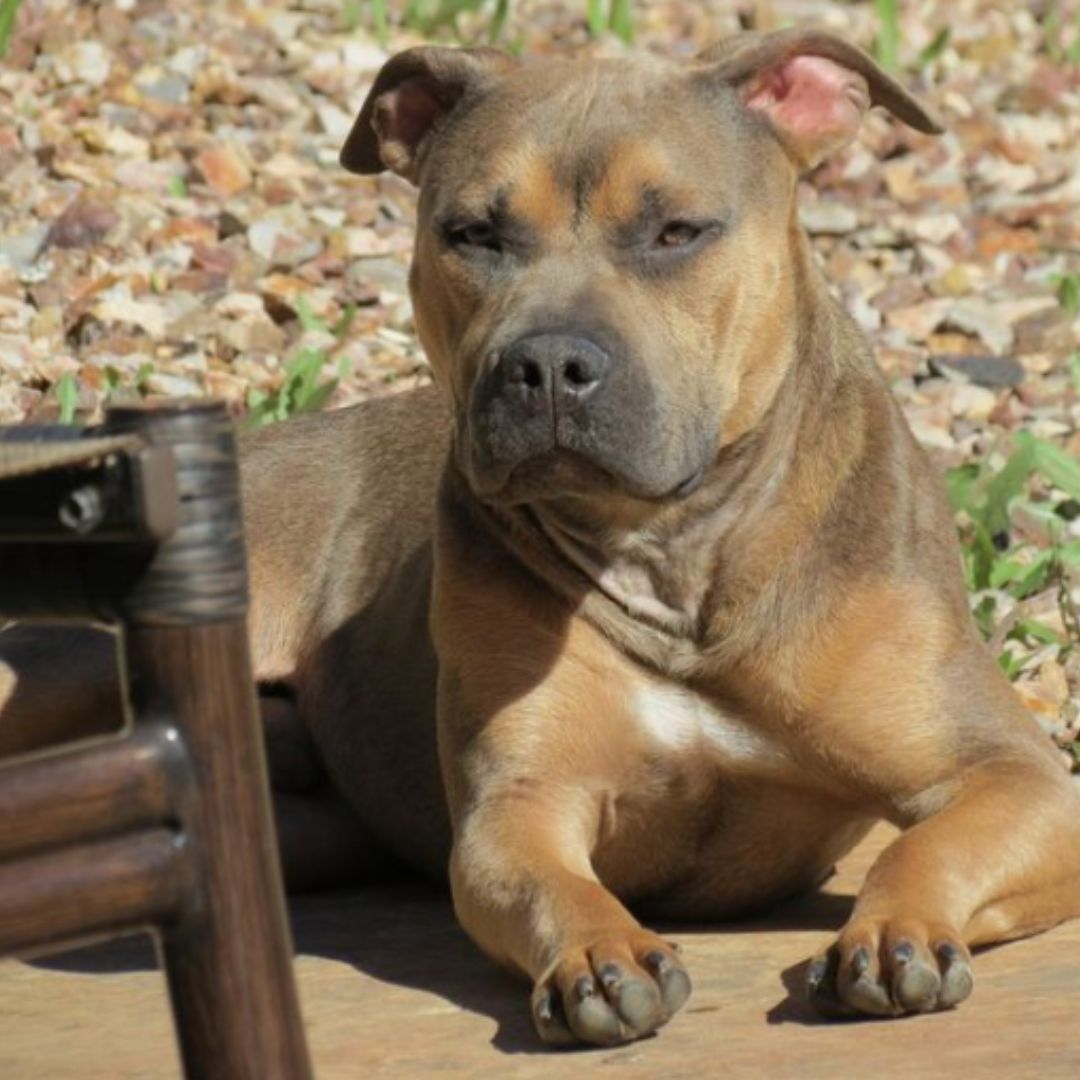 a red sable pitbull laying on the ground next to a chair