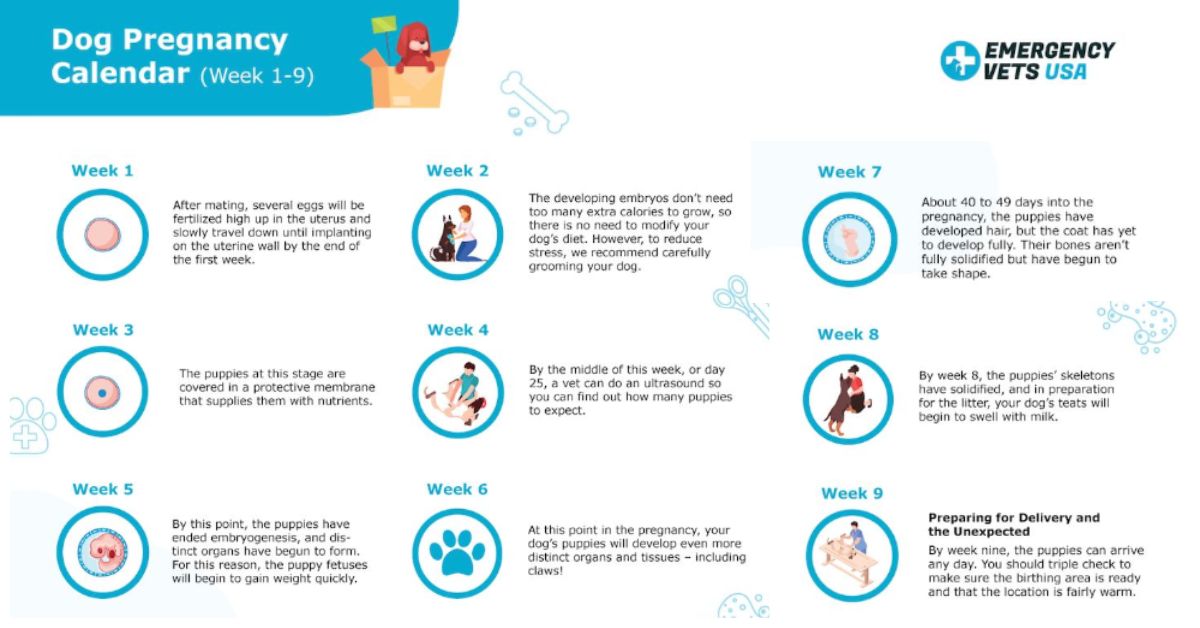week by week canine pregnancy progression calendar