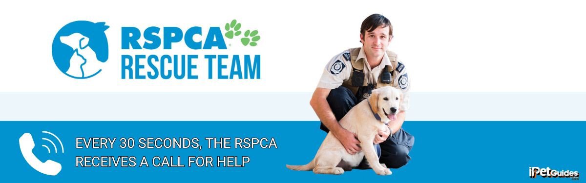 a stat showing that Every 30 Seconds, The RSPCA Receives a Call for Help