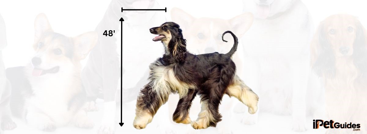 Extra Large Sized Dogs