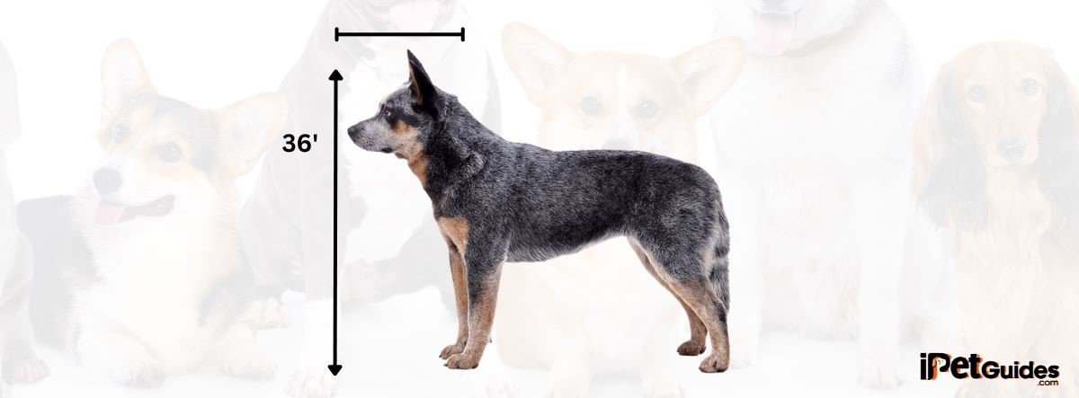 Intermediate Sized Dogs