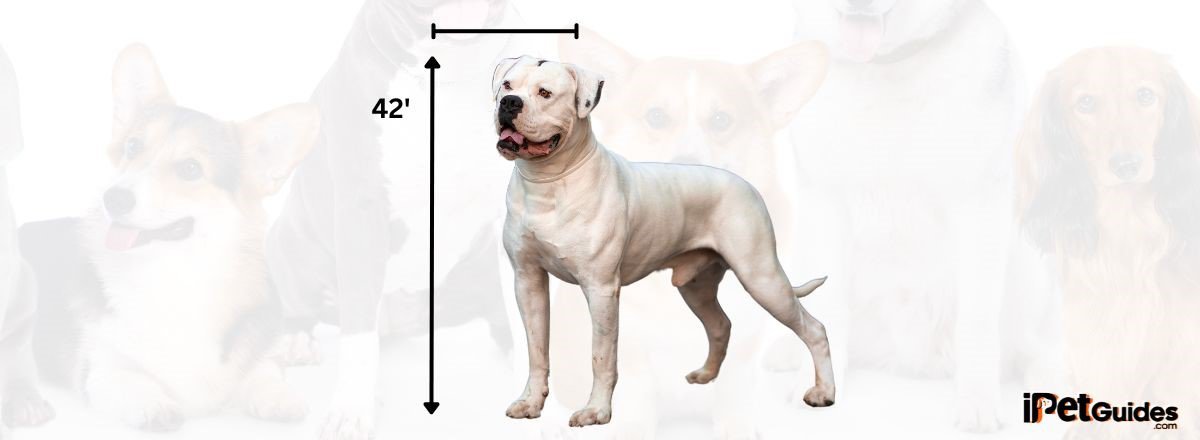 Large Sized Dogs