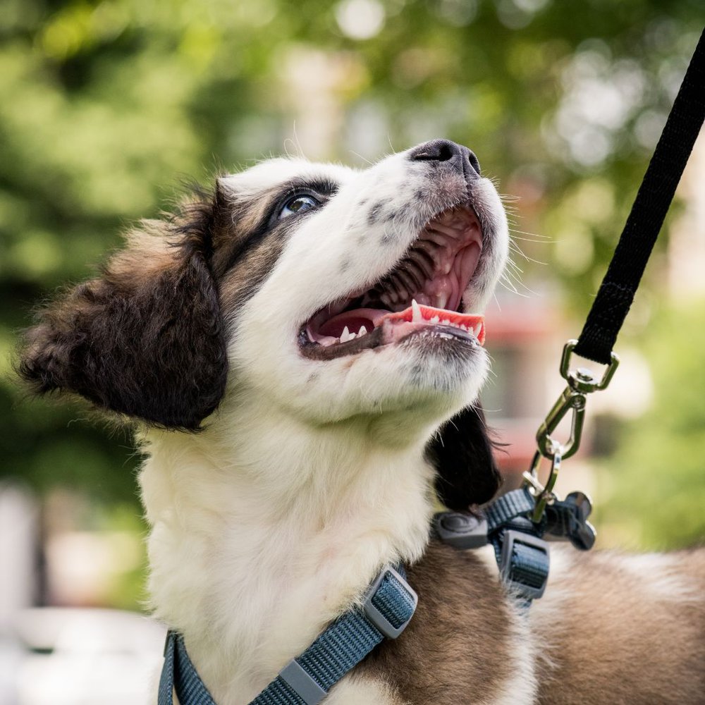 a dog on a leash with its mouth open