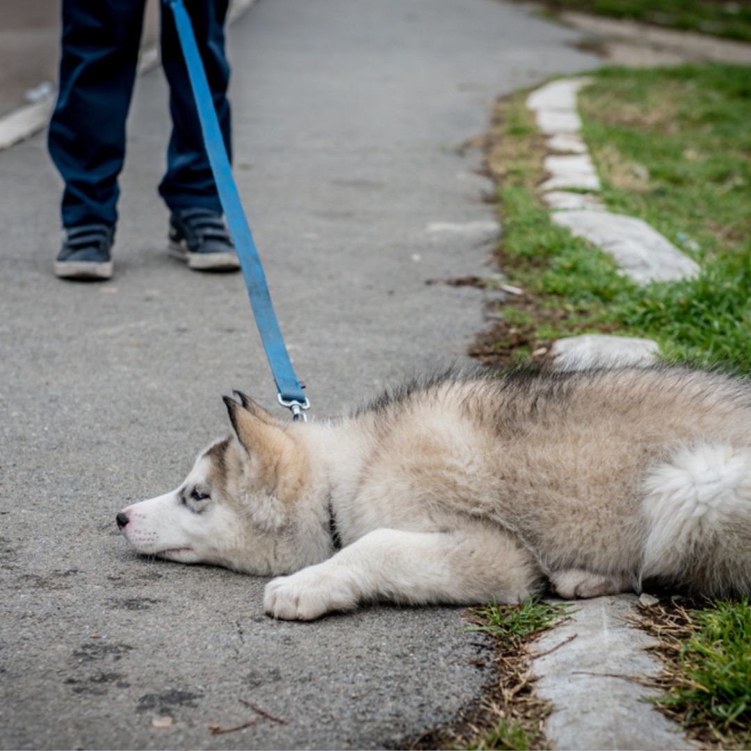 a husky dog laying on a leash in a park